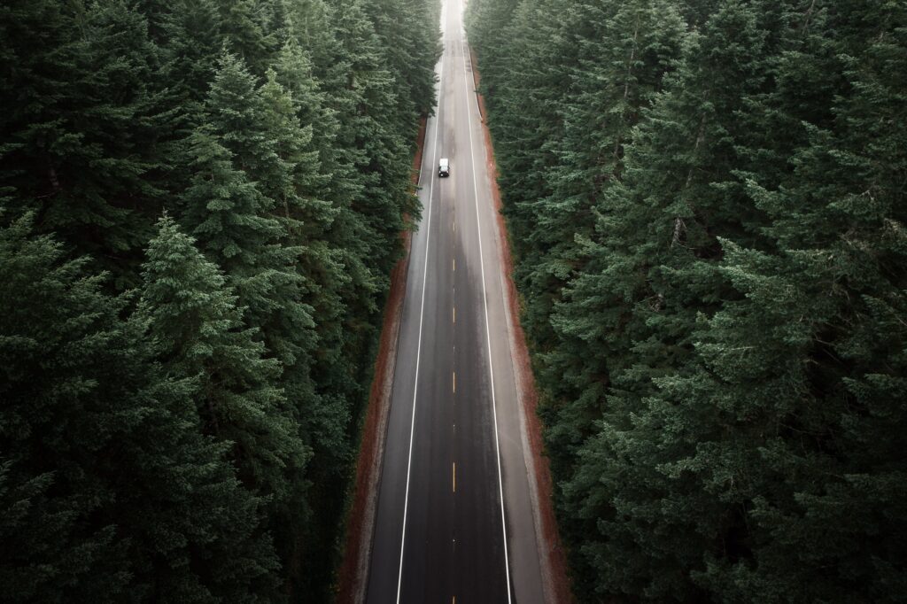 Highway through the forest