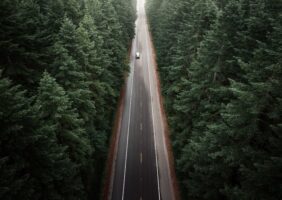 Highway through the forest